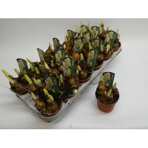 Narcissus Dubbele Grp 'Bridal Crown'