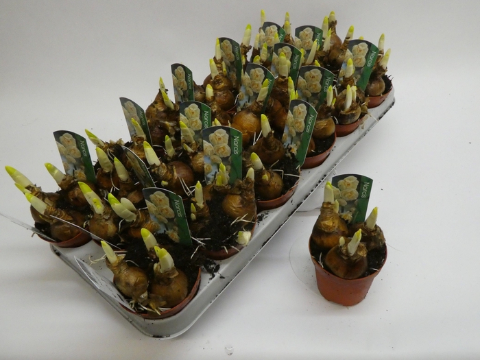 <h4>Narcissus Dubbele Grp 'Bridal Crown'</h4>