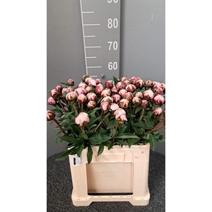 Paeo L Reine Hortens Rosa