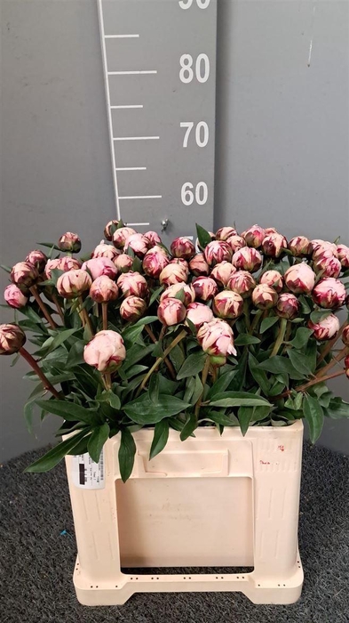 <h4>Paeo L Reine Hortens Rosa</h4>