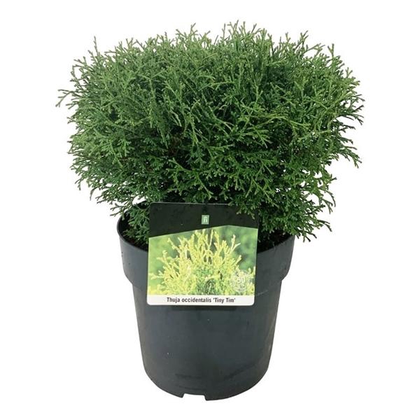 <h4>Thuja occ. 'Tiny Tim'</h4>