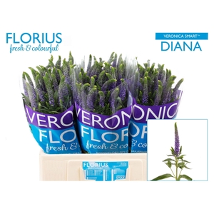 Veronica Smart Diana Florius