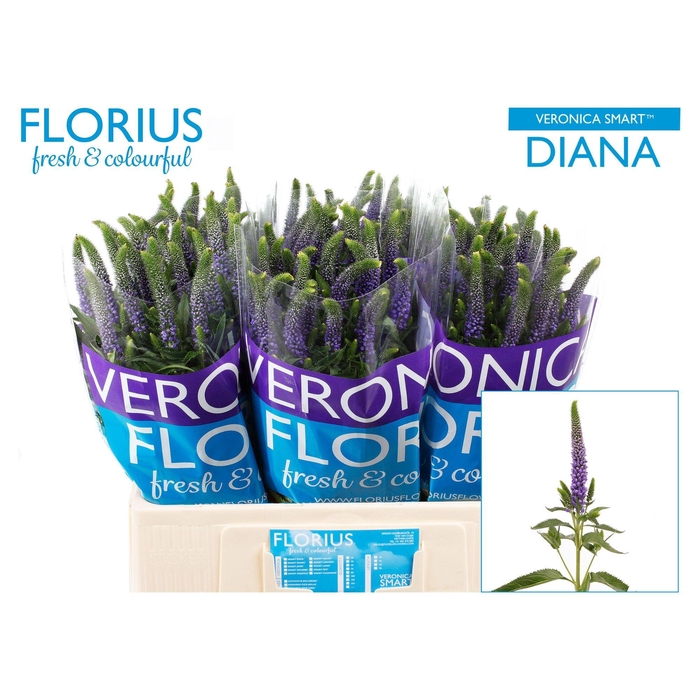 <h4>Veron Smart Diana</h4>