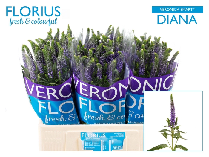 <h4>Veronica Smart Diana Florius</h4>