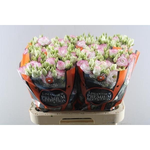 Eust G Croma Bride Kiss