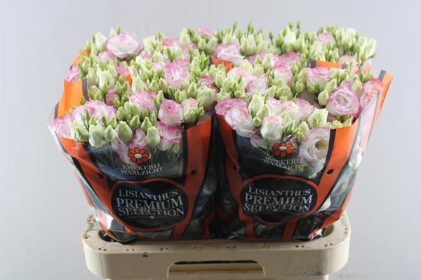 <h4>Eust G Croma Bride Kiss</h4>