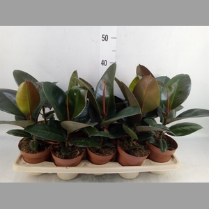 Ficus elastica 'Robusta'