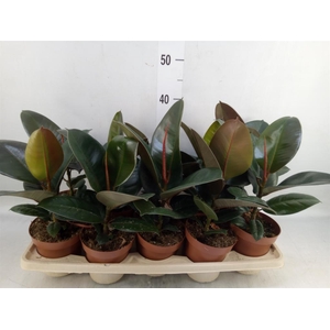 Ficus elastica 'Robusta'