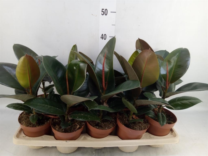 <h4>Ficus elastica 'Robusta'</h4>