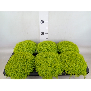 Soleirolia soleirolii 'Aurea'