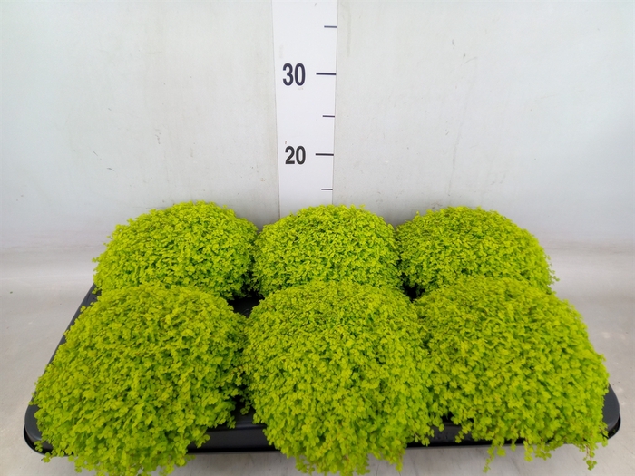 <h4>Soleirolia soleirolii 'Aurea'</h4>