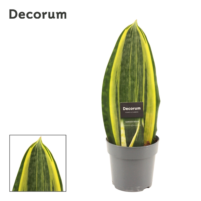 <h4>Sansevieria Masoniana 12 cm Variegata (Decorum)</h4>