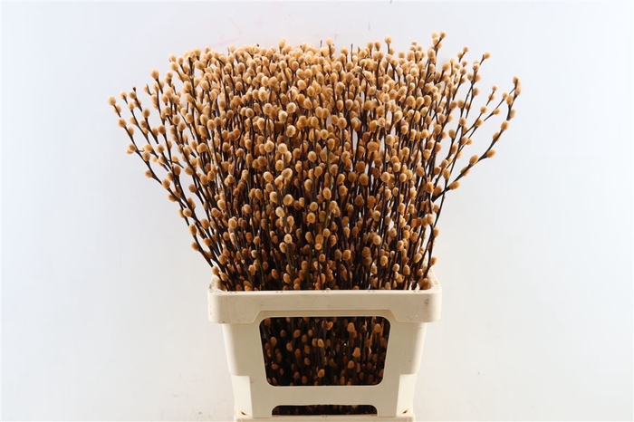 <h4>Salix Wilgenkatjes Salmon 70cm P Stem</h4>