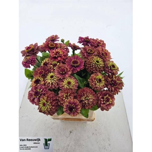 ZINNIA ELEGANS