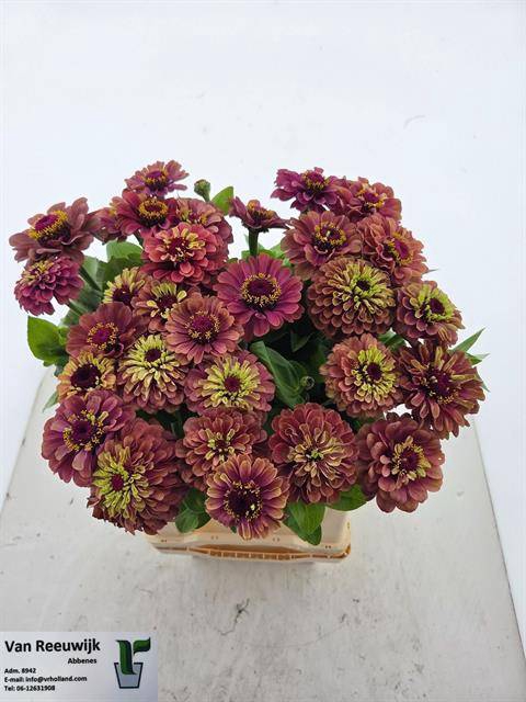 <h4>ZINNIA ELEGANS</h4>