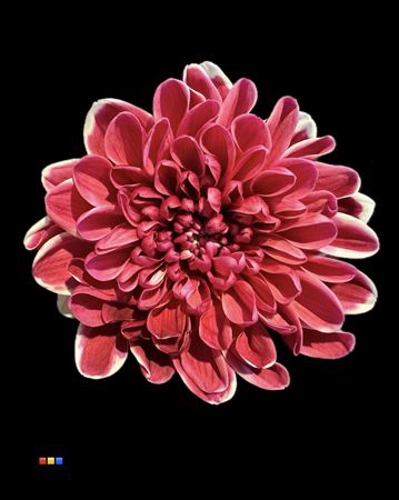 <h4>Chr T Altaj Bordeaux</h4>
