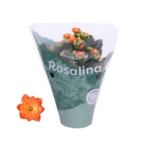 Kalanchoe Rosalina 07cm Don Pedro oranje