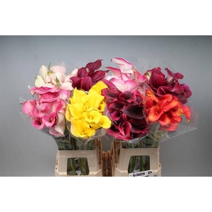 Calla Mix In Bucket Double Kallaland