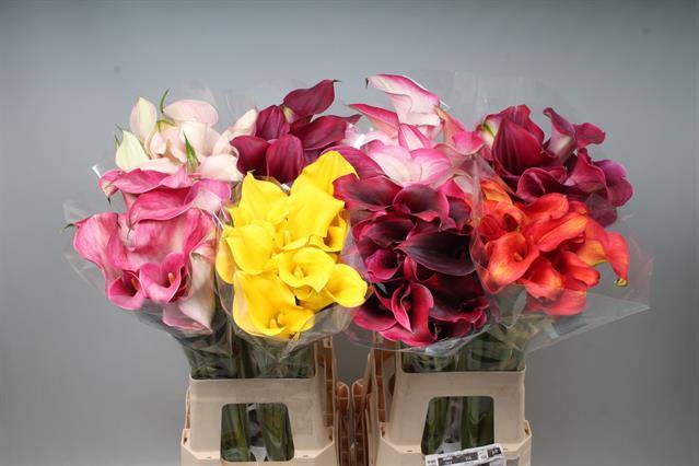 <h4>Calla Mix In Bucket Double Kallaland</h4>