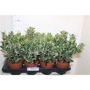 Euonymus Ja Gray Bea