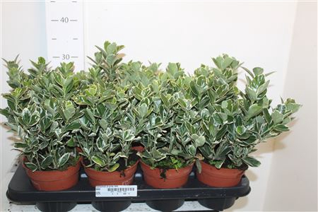 <h4>Euonymus Ja Gray Bea</h4>