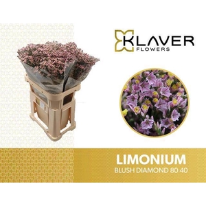 Limonium Blush Diamond Klaver