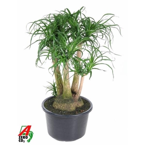 Beaucarnea vertakt P41 - 2ft
