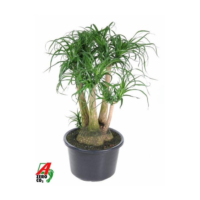 <h4>Beaucarnea vertakt P41 - 2ft</h4>