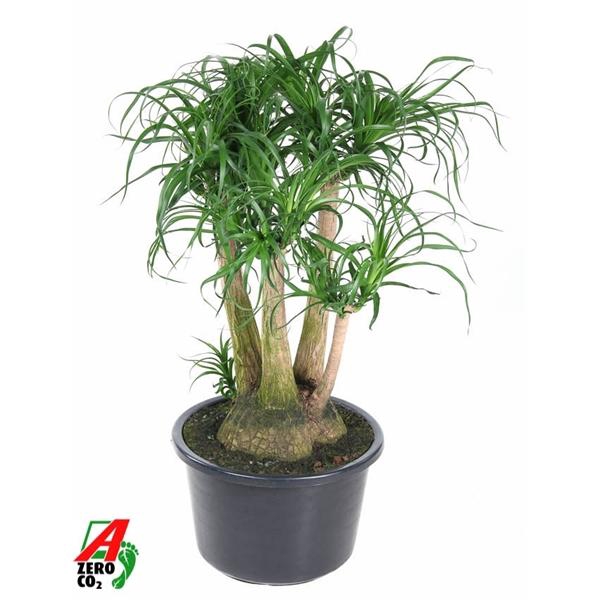 Beaucarnea vertakt P41 - 2ft