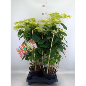 Hydrangea arbor. 'Hovaria Hayes'