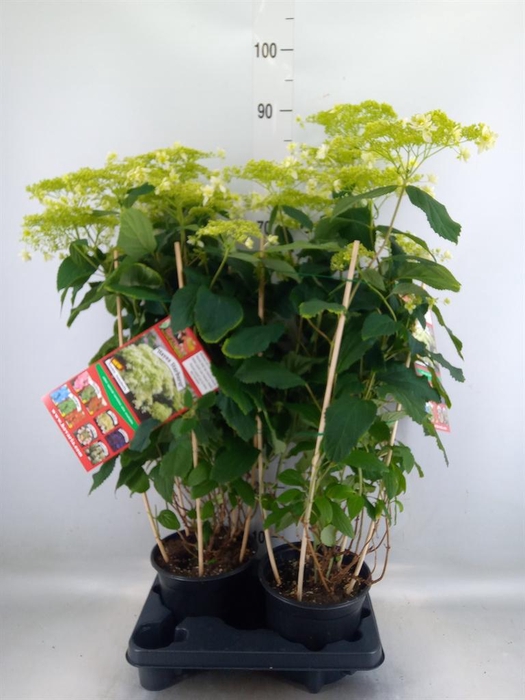 <h4>Hydrangea arbor. 'Hovaria Hayes'</h4>