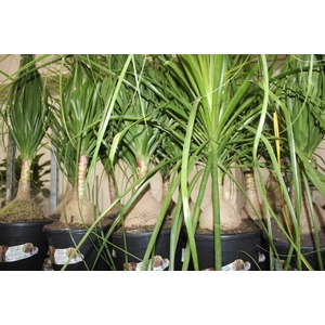 BEAUCARNEA P24