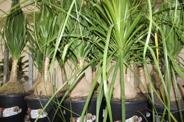 <h4>BEAUCARNEA P24</h4>