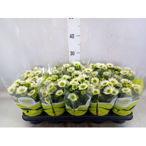 Chrysanthemum  'Splash Meadow'