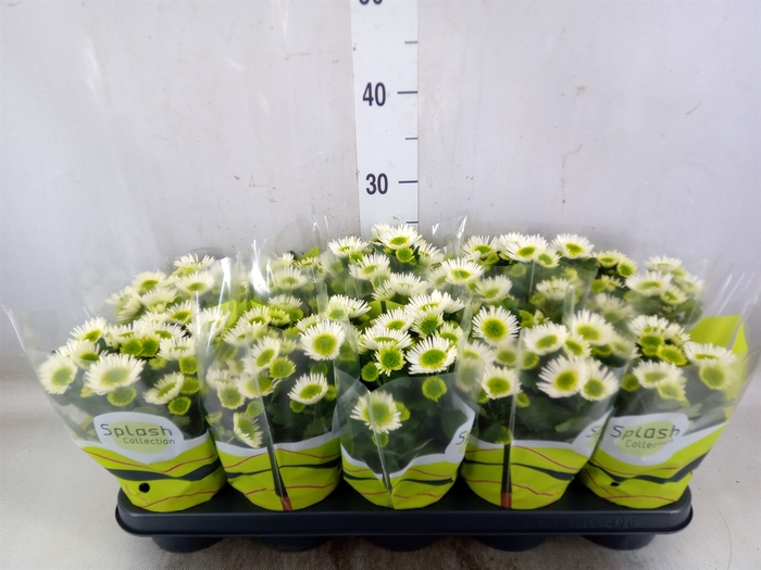 <h4>Chrysanthemum  'Splash Meadow'</h4>