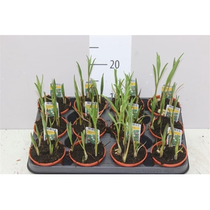 Fritillaria Meleagris