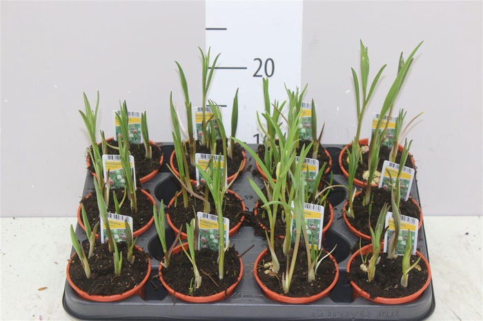 <h4>Fritillaria Meleagris</h4>
