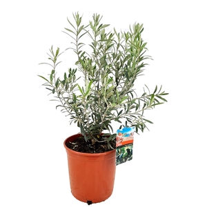 Olea europaea