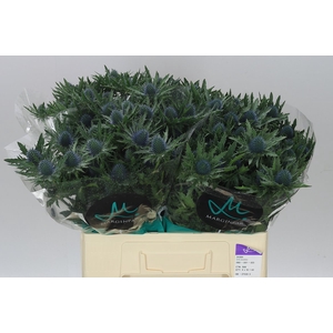 Eryngium Aqua