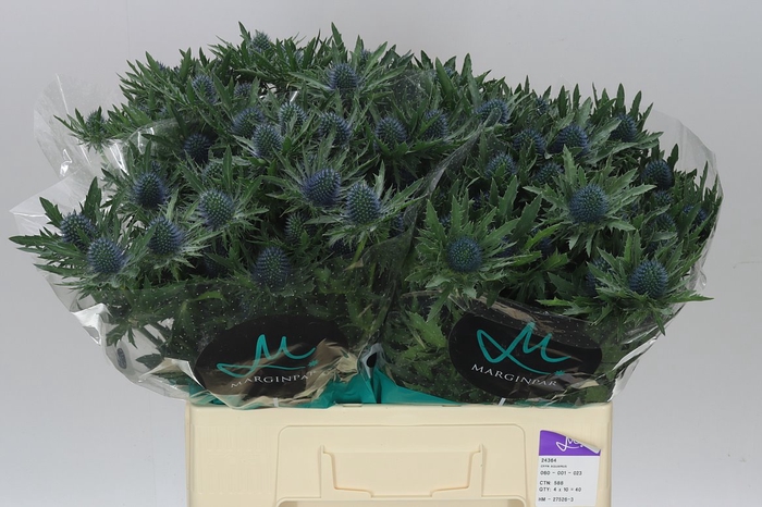 <h4>Eryngium Aqua</h4>