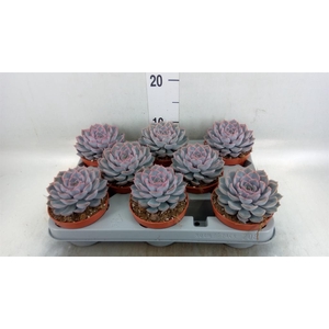 Echeveria 'Orion'