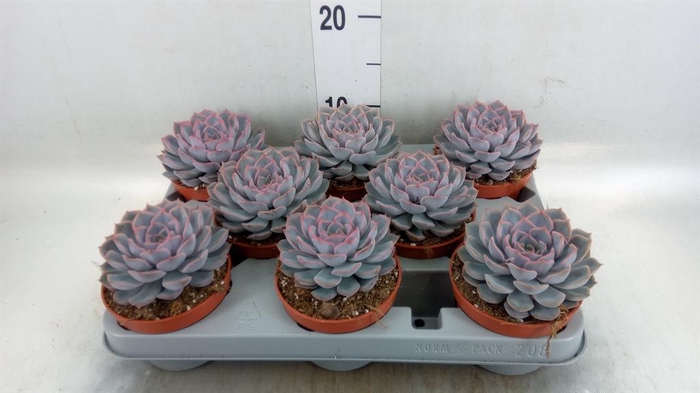 <h4>Echeveria  'Orion'</h4>