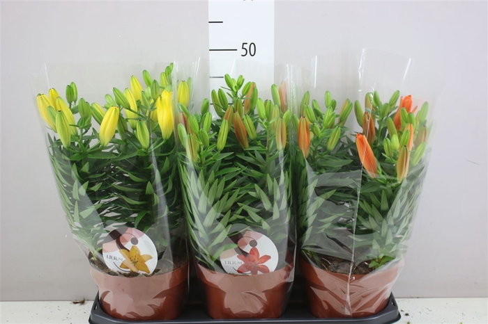 <h4>Lil Az Gemengd 5pp</h4>