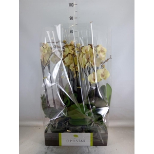 Phalaenopsis   ...yellow