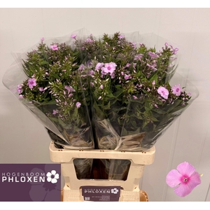 PHLOX P SWEET LEXY