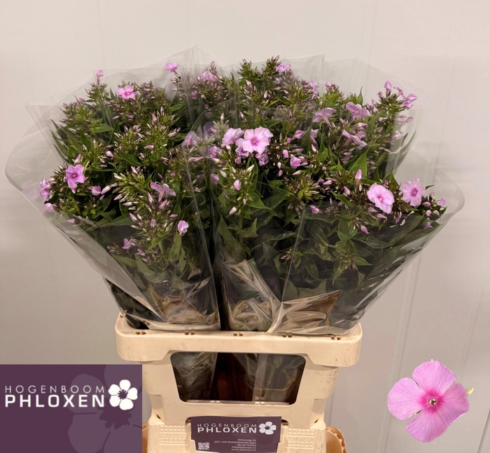 <h4>PHLOX P SWEET LEXY</h4>