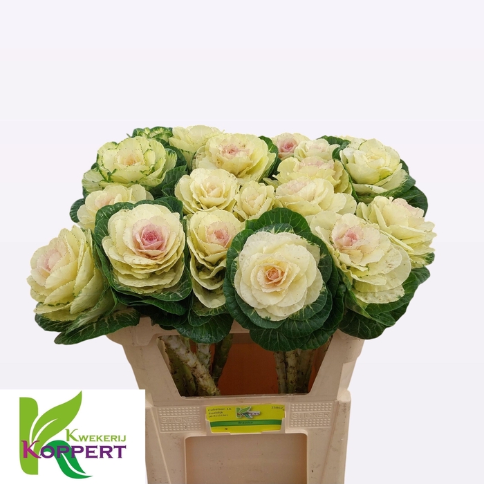 <h4>BRASS EMPIRE AGATHAN</h4>