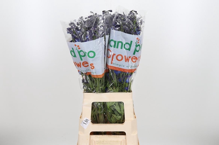 <h4>Delph En Donna</h4>