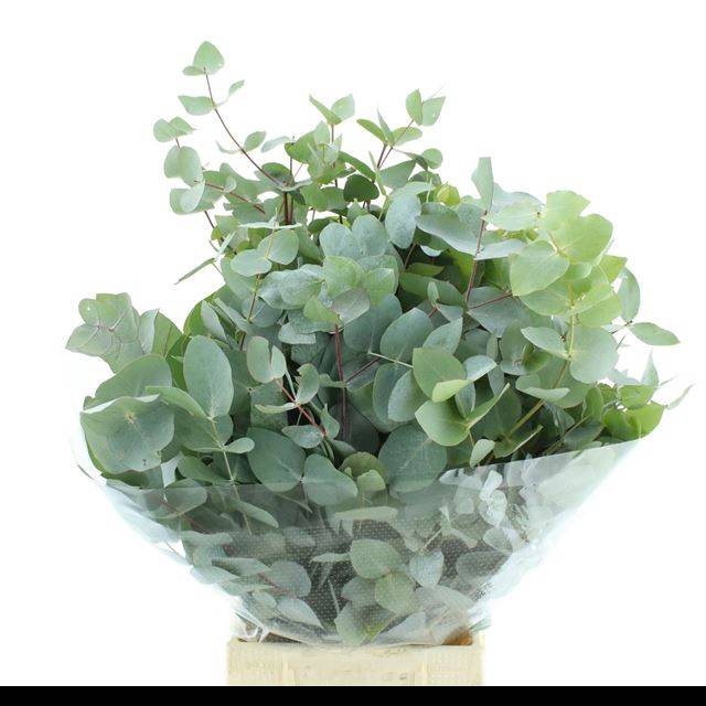 <h4>EUC CINEREA PER BOS</h4>