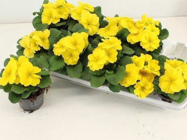 Prim Ac Paradiso Yel